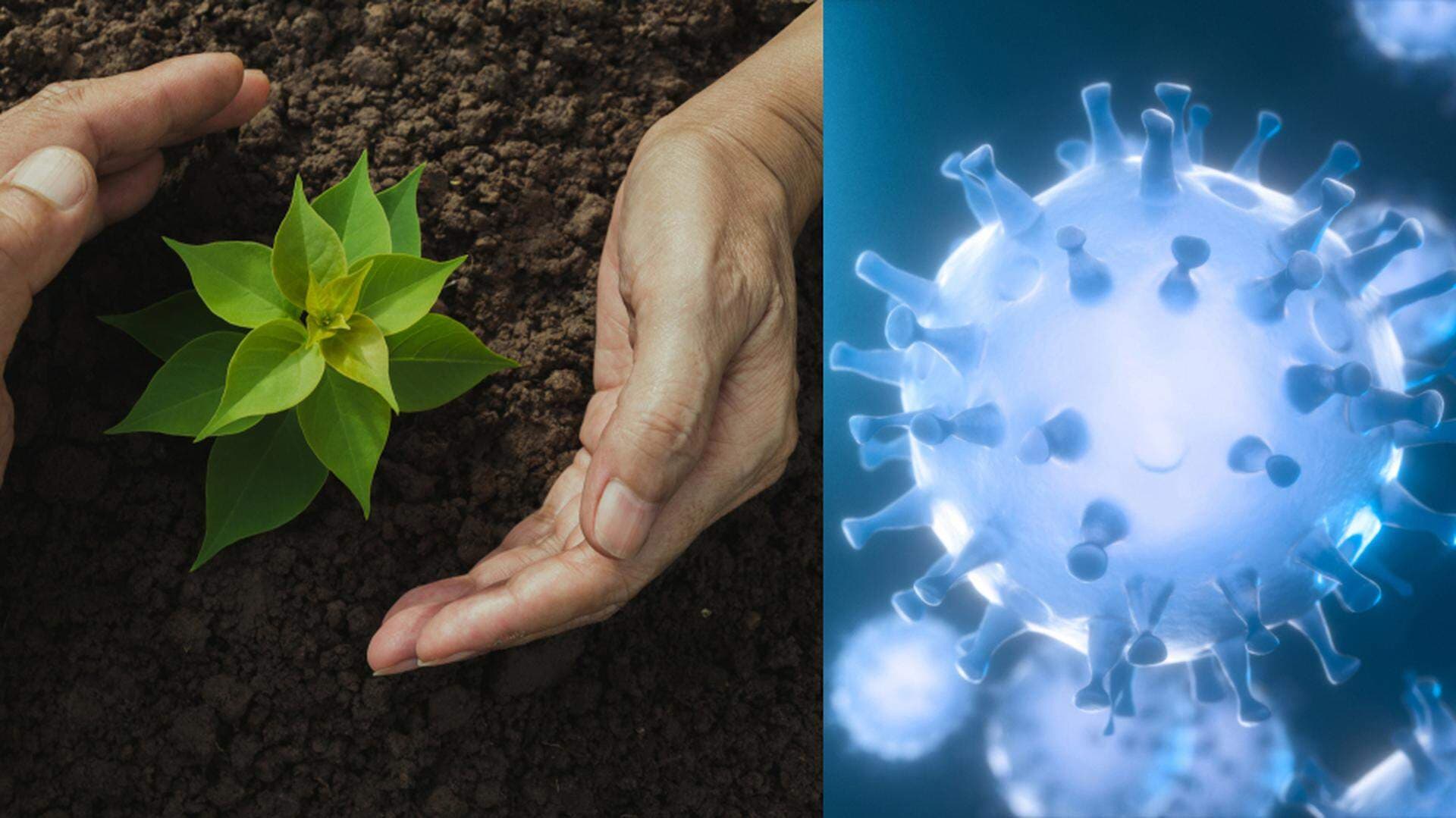 växt som skyddas och coronaillustration