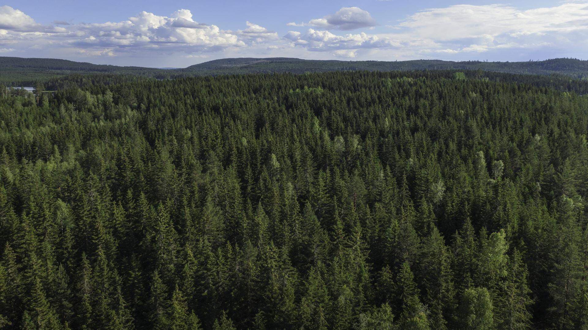 Skog