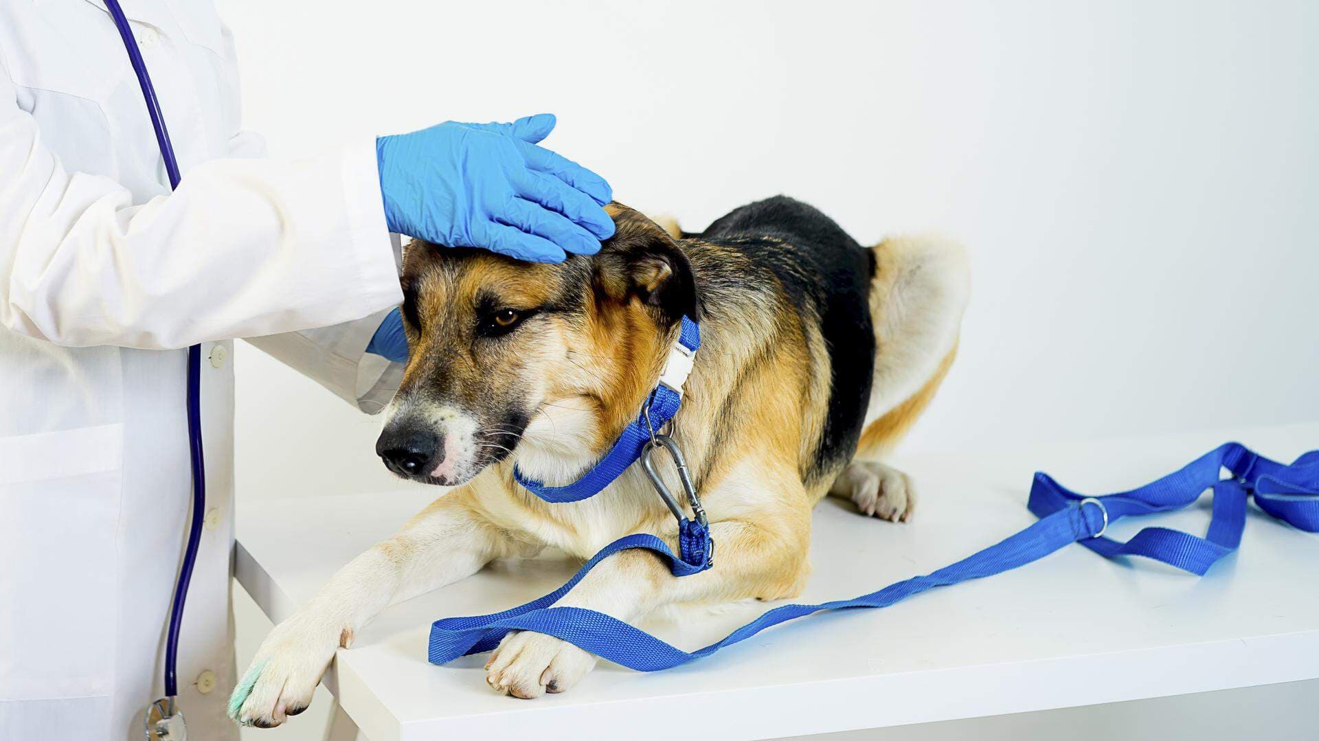 Hund hos veterinär