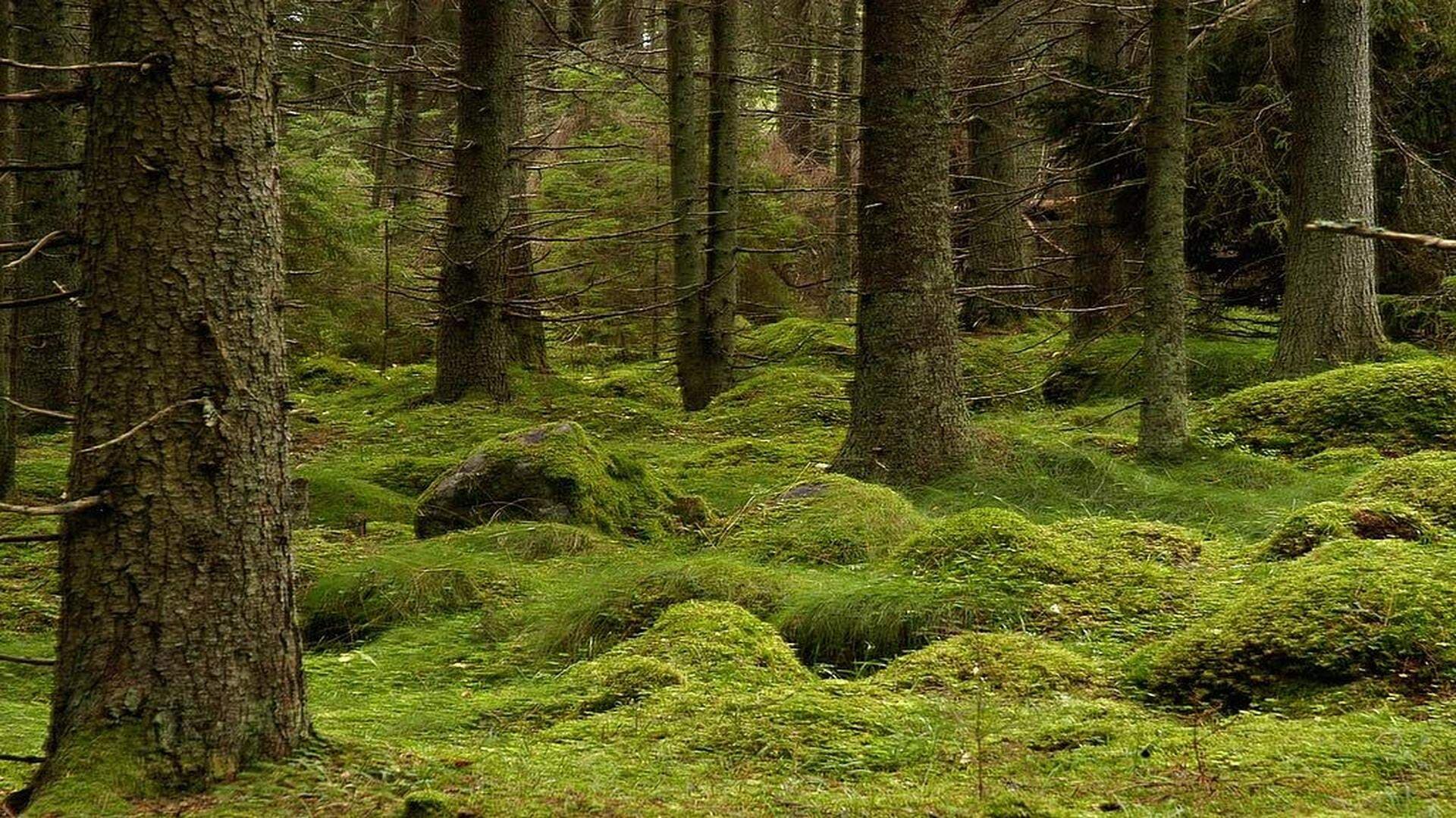 Skog