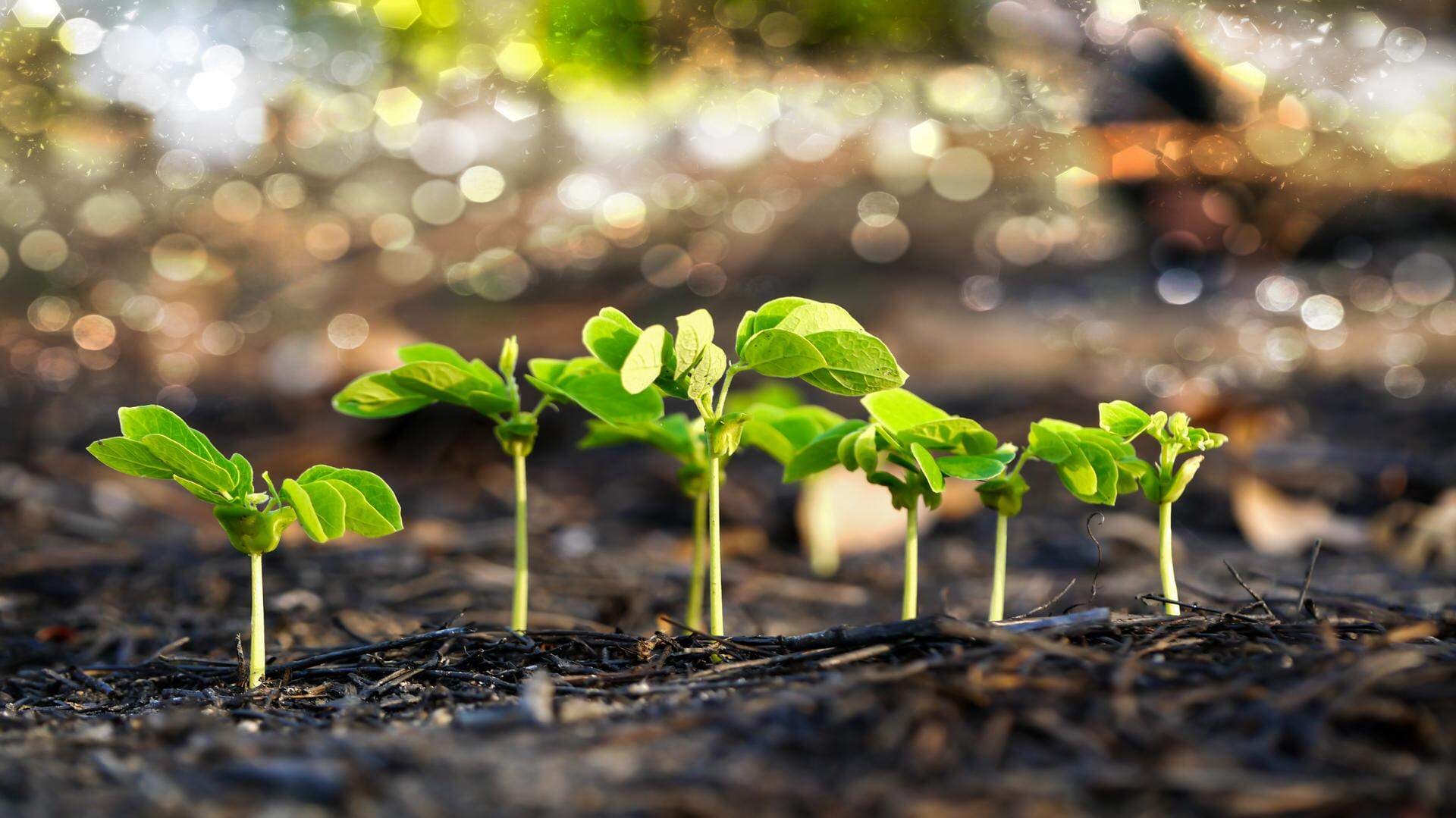 9590662-green-sprout-growing-from-seed