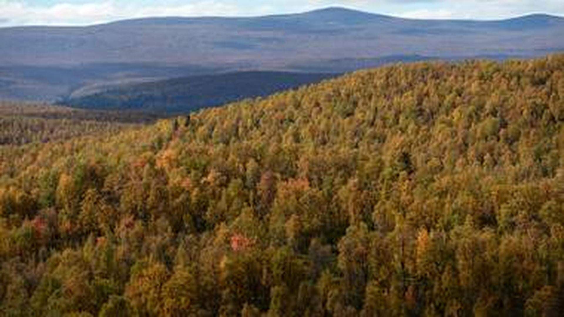 Fjällnära skog.jpg