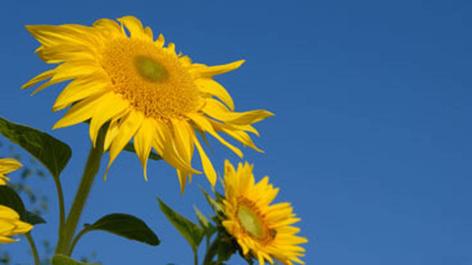 Solros-mot-blå-himmel.jpg