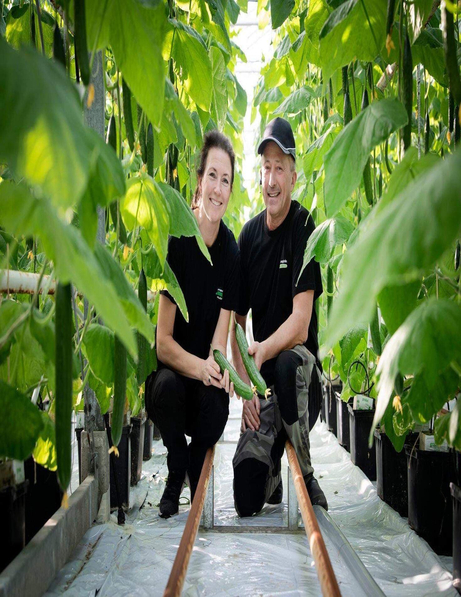 Ett par i en gurkodling