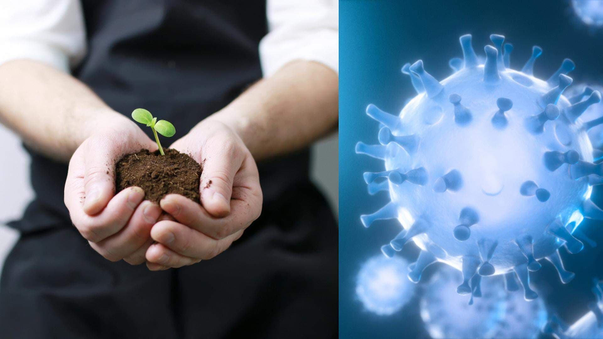 Händer som håller en liten planta i jord i kollage med illustration av coronavirus