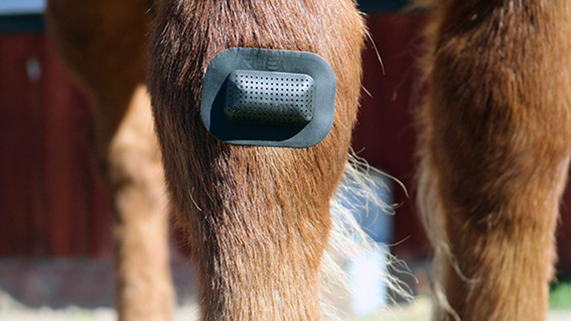 Hästben med rheva-förband