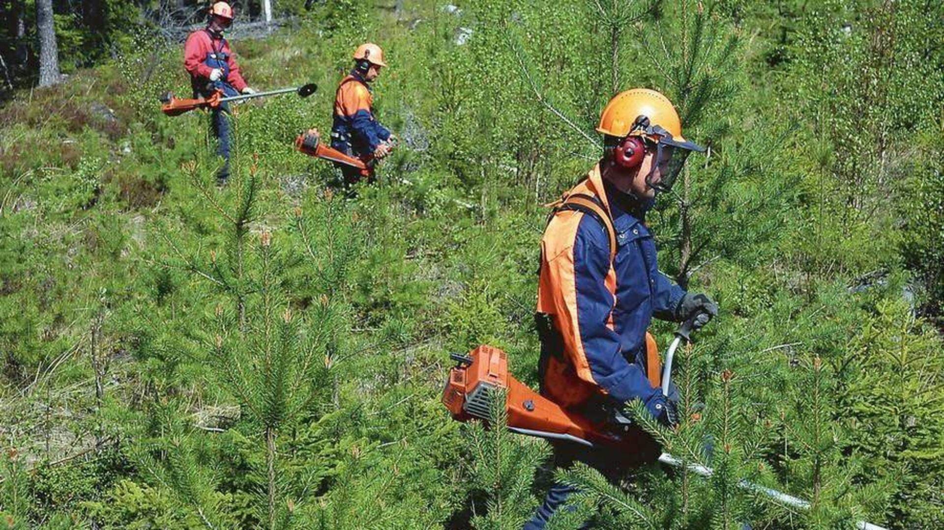 Skogsröjare