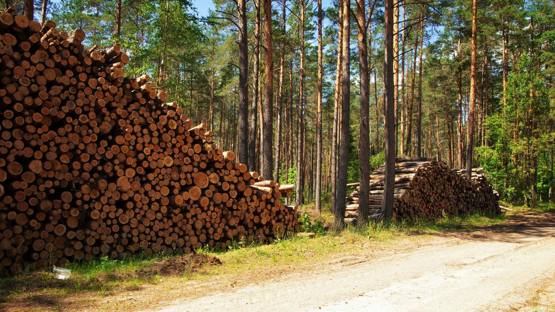 Virke utmed väg