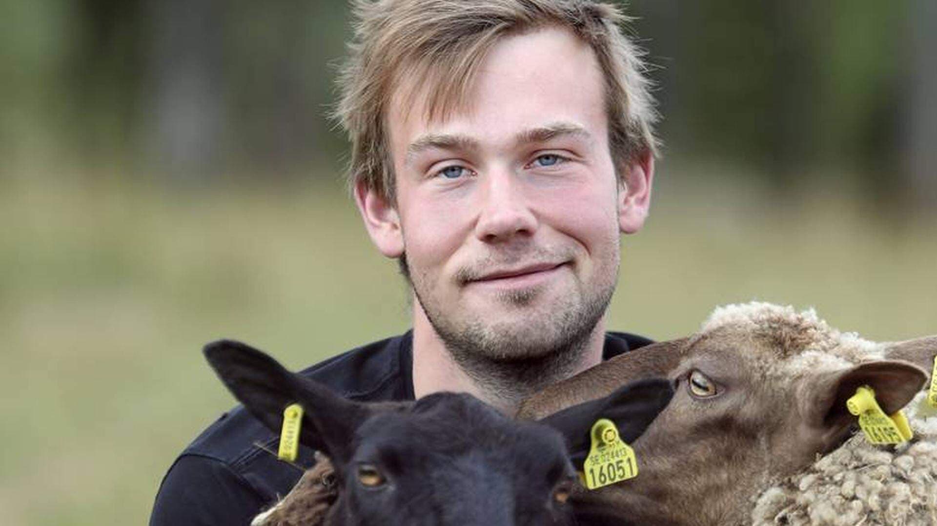 Adam Arnesson tillsammans med sina får
