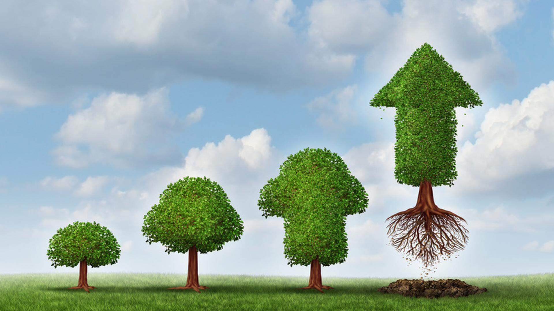 träd i olika storlek