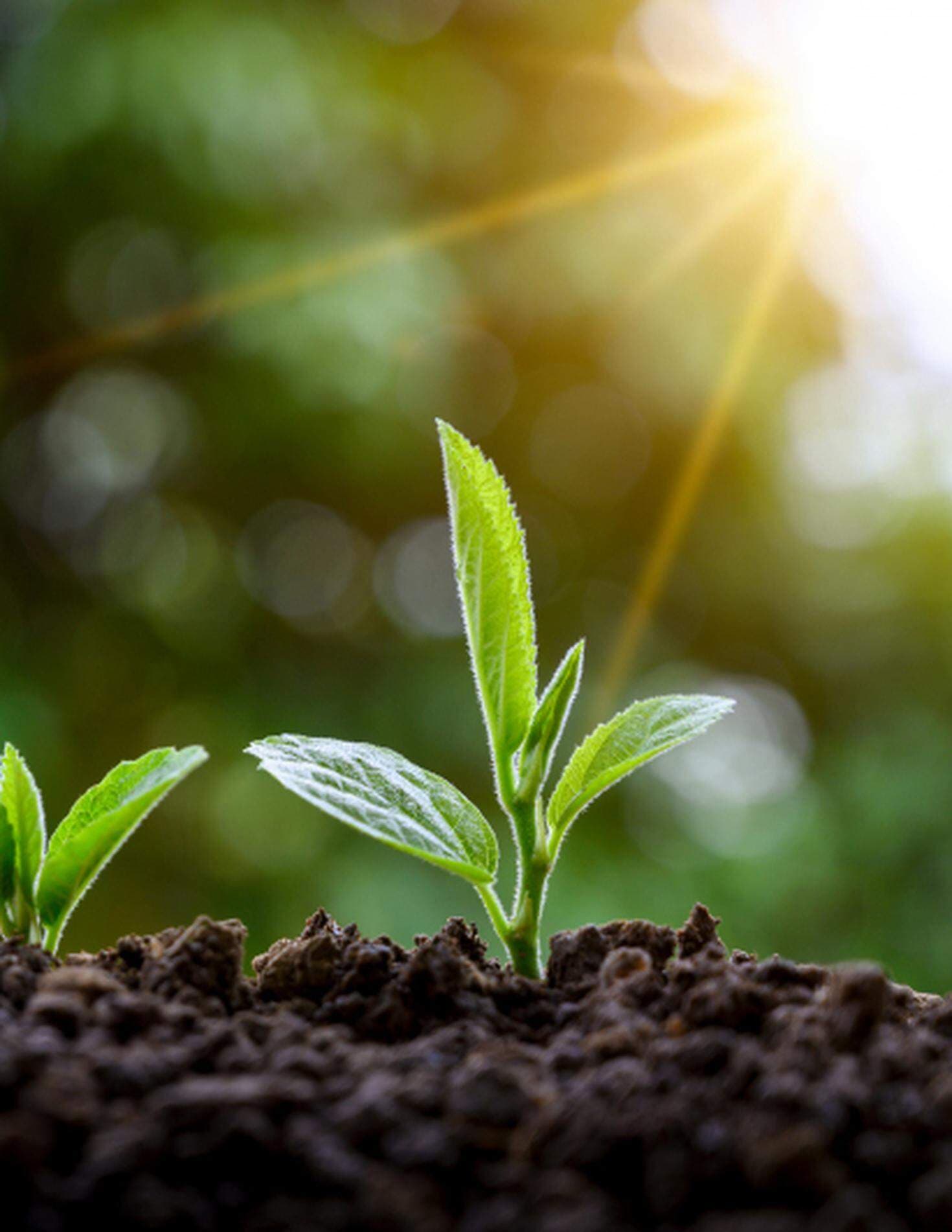 Gröna växande plantor