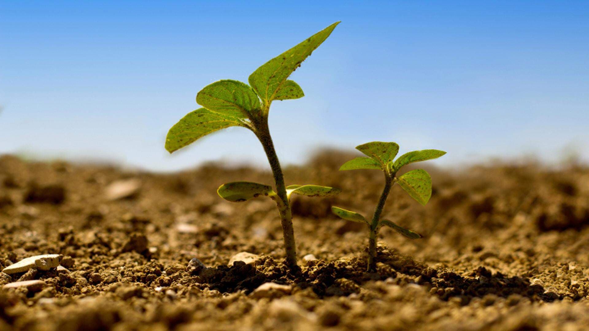 två små plantor i olika höjd