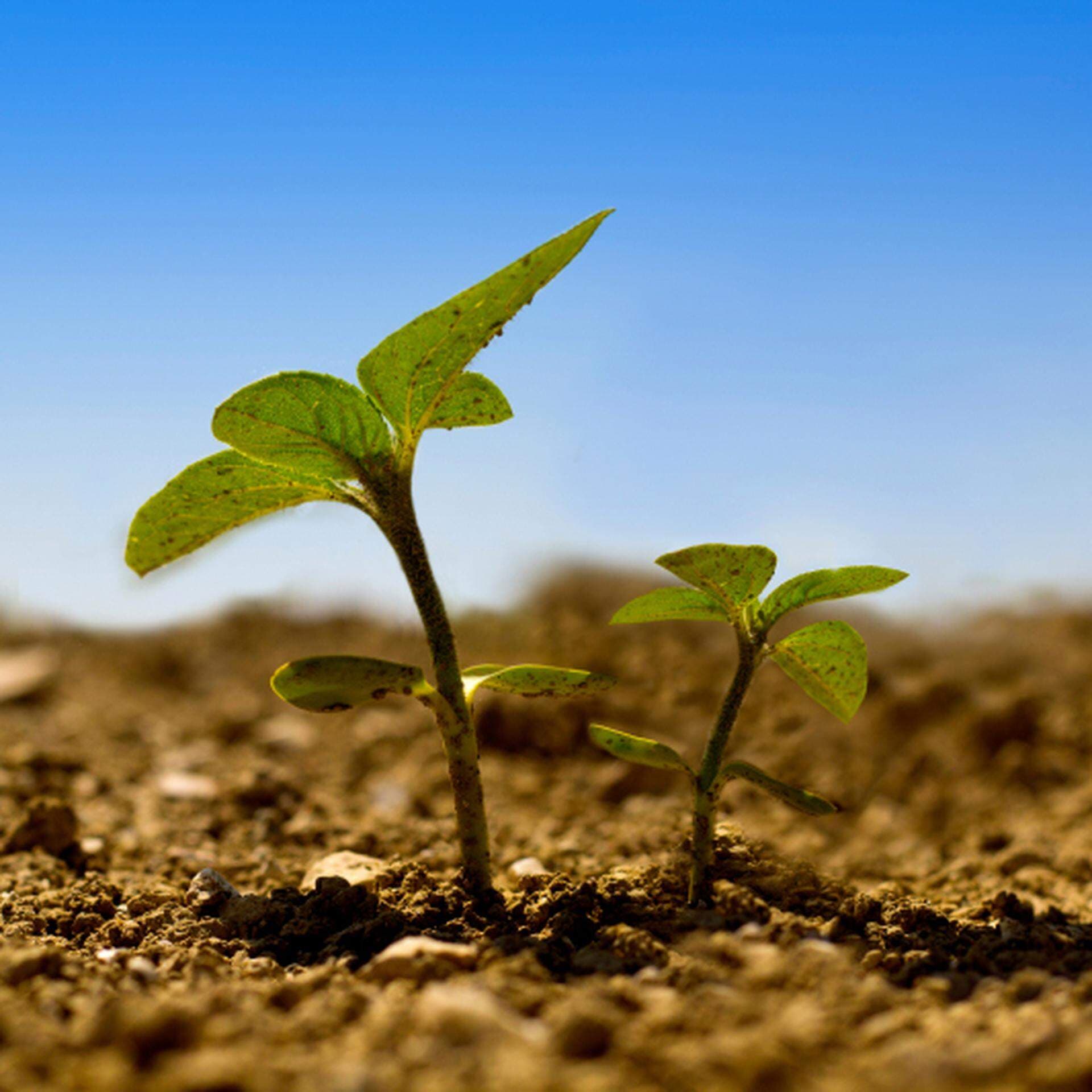 två små plantor i olika höjd