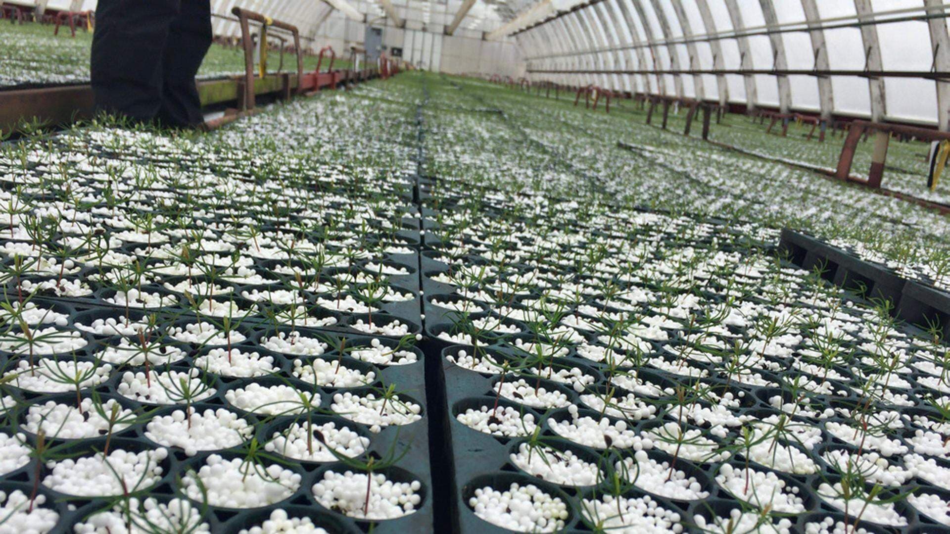 Plantor i växthus