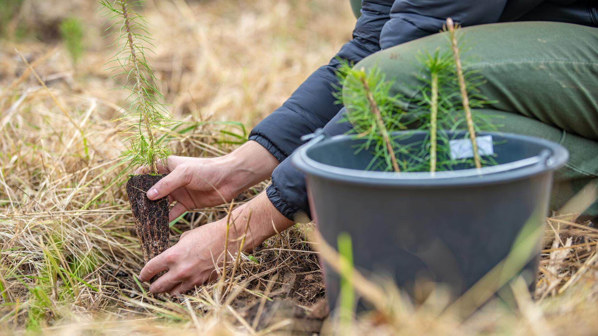 Man som platerar små tallplantor