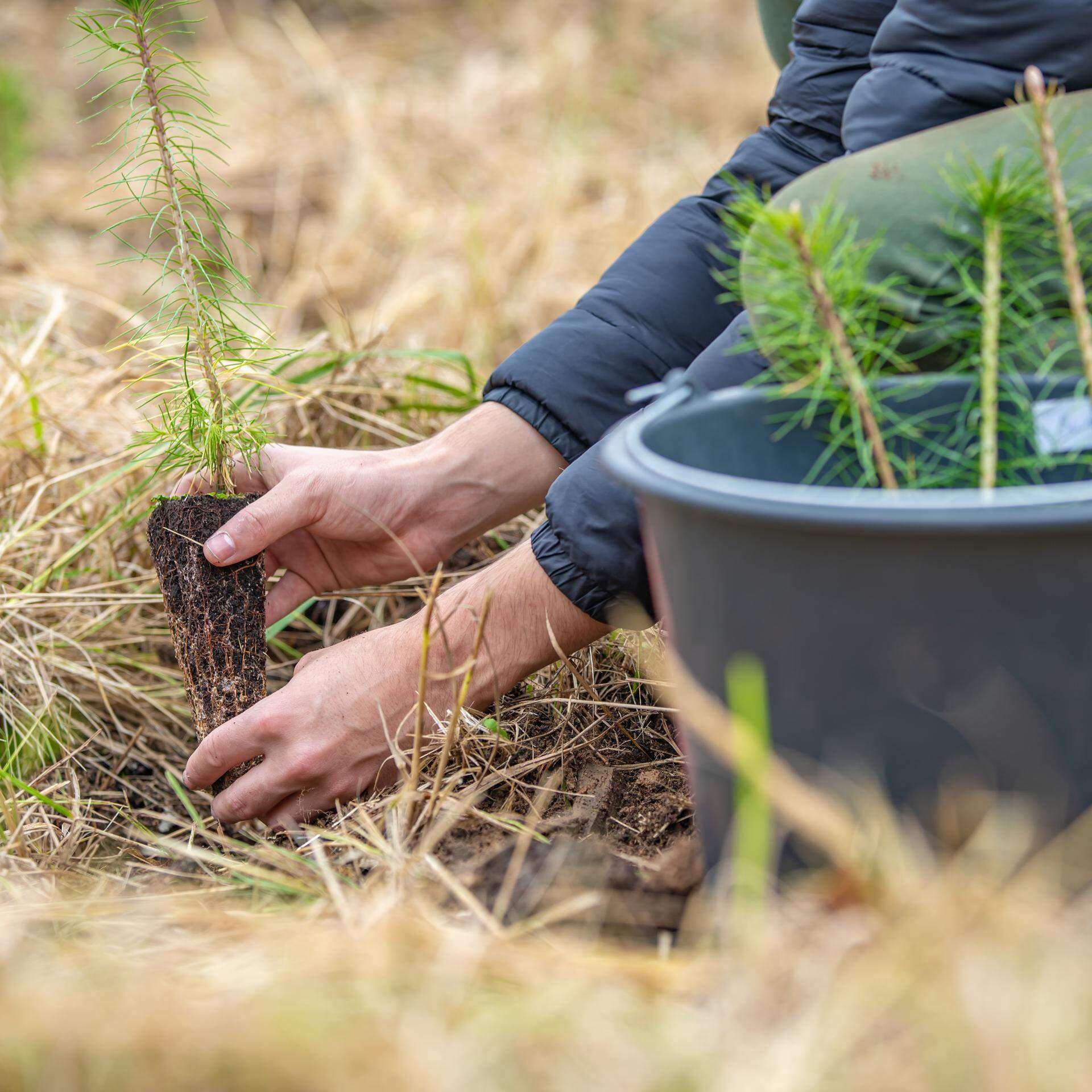 Man som platerar små tallplantor
