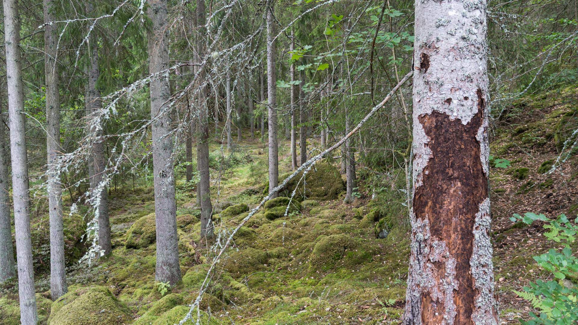 Gran skadad av insekter