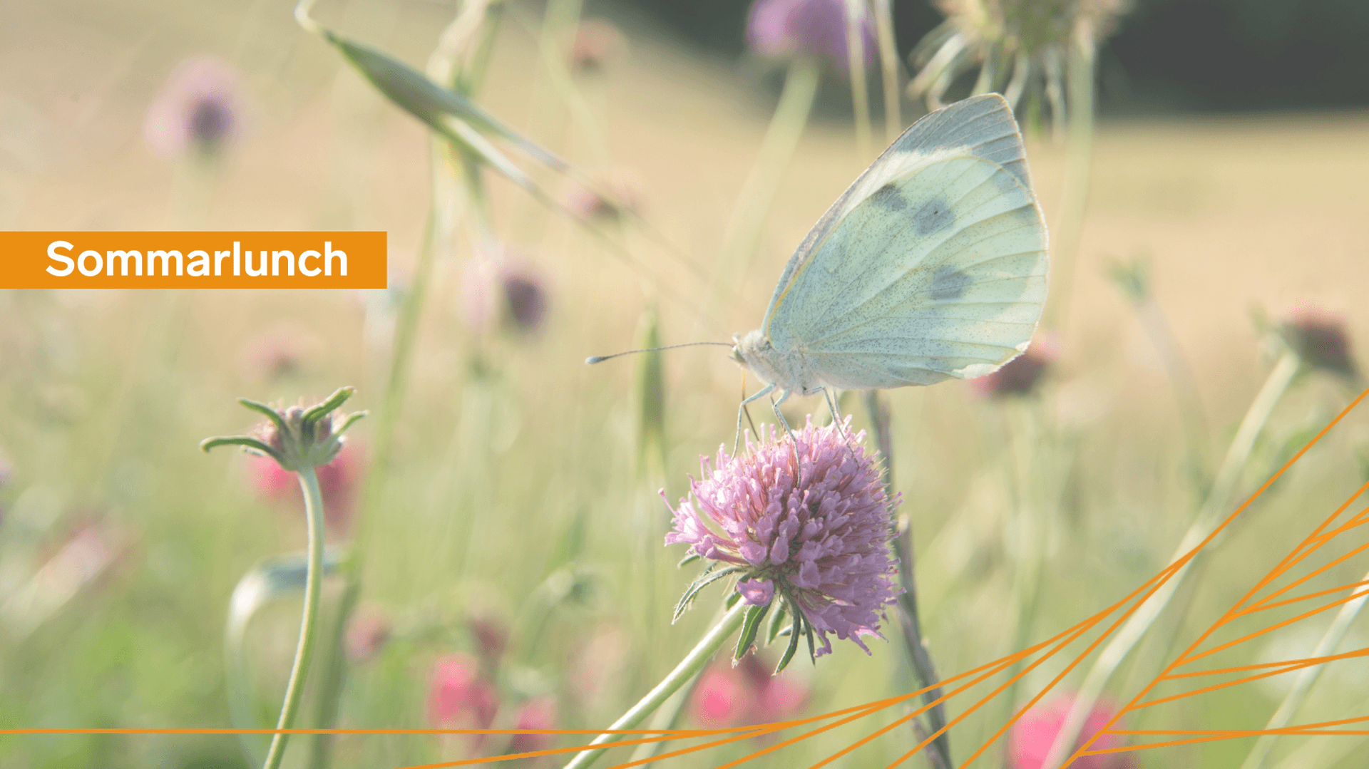 Sommarlunch