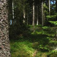Hållbar bioenergi från skogen – ett steg på vägen till ett grönare EU