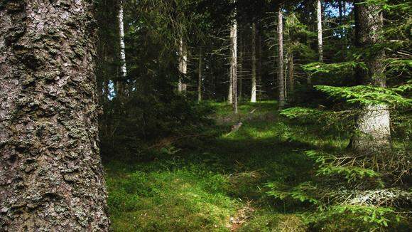 Skog