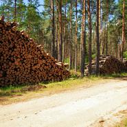 Fler avgifter för små skogsnäringar
