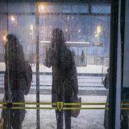 Vargavinter övergår i vargaår