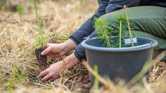 Man som platerar små tallplantor