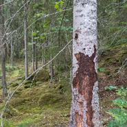 Barkborren och andra skogliga utmaningar 
